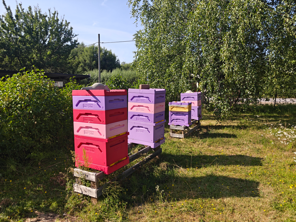 Bikupor i färgglada kupor på en av våra bigårdar på Helgö